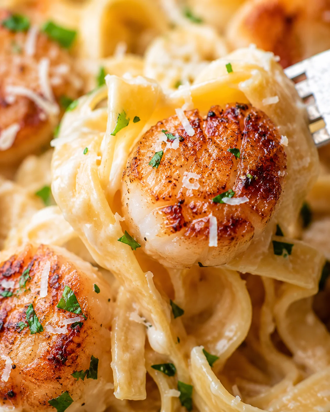 Seared Scallops with Cream Sauce Close-up of golden seared scallops with creamy Parmesan sauce and pasta